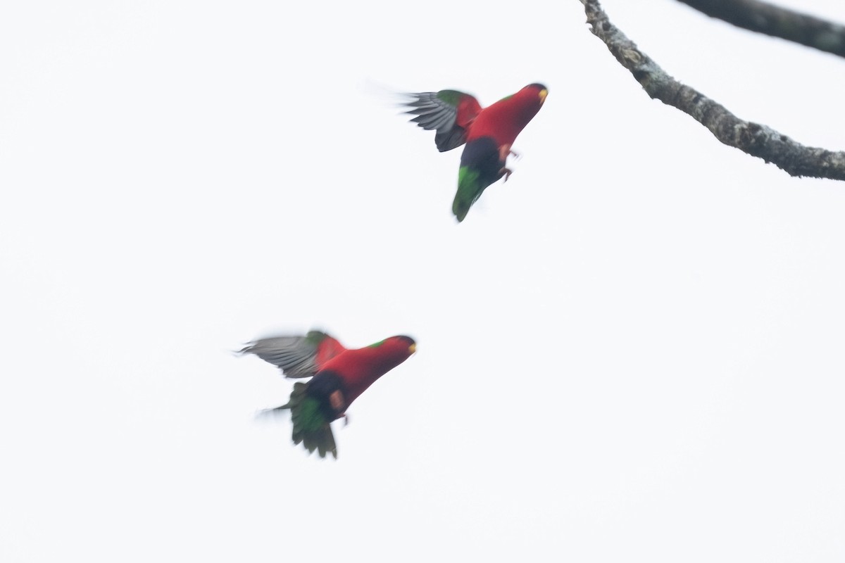 Collared Lory - ML638746023