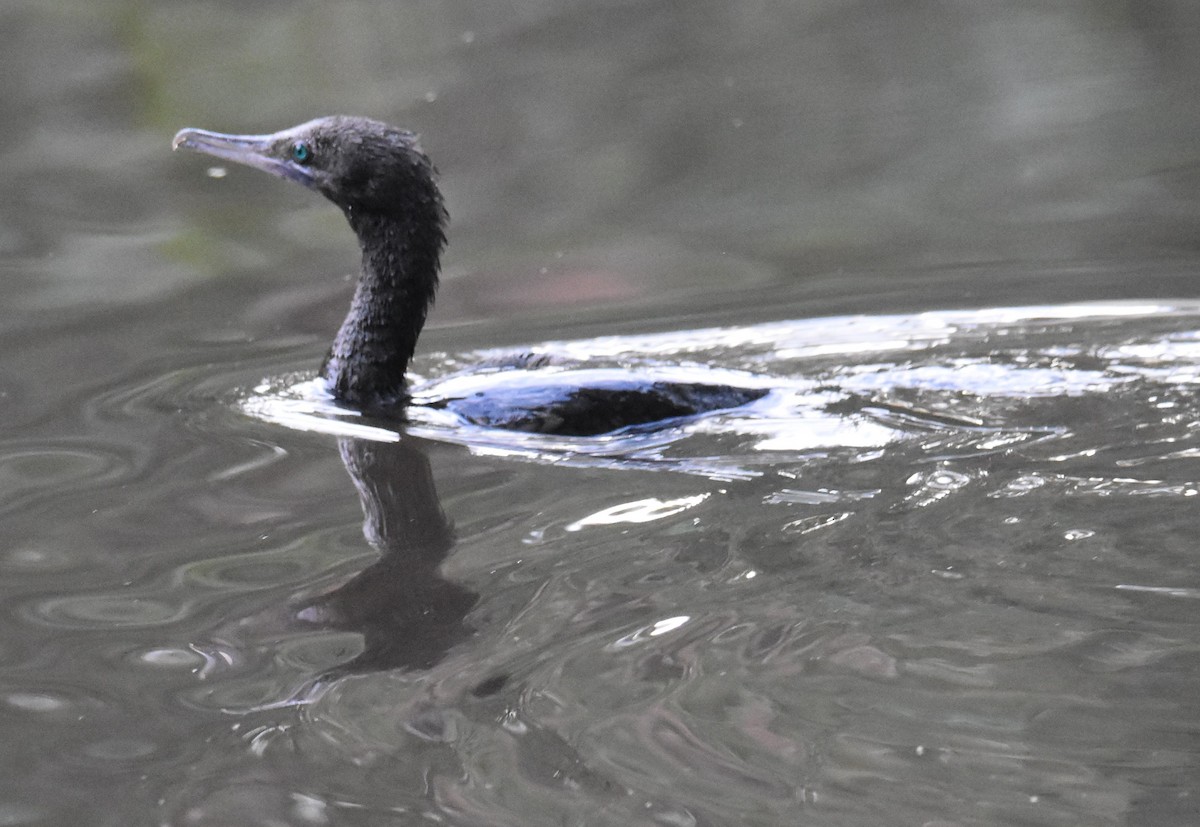 Little Black Cormorant - ML638746030