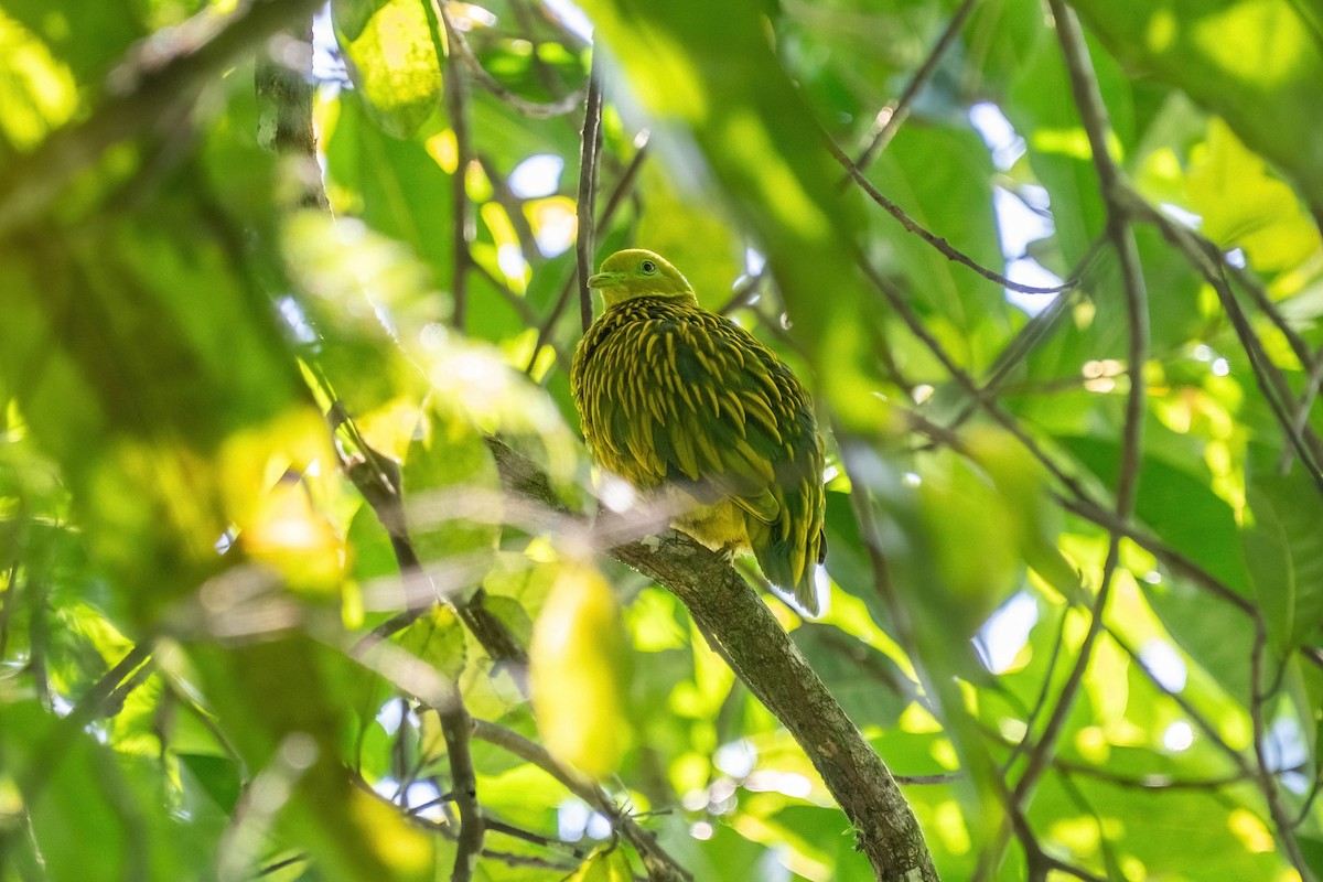 Golden Dove - ML638746041