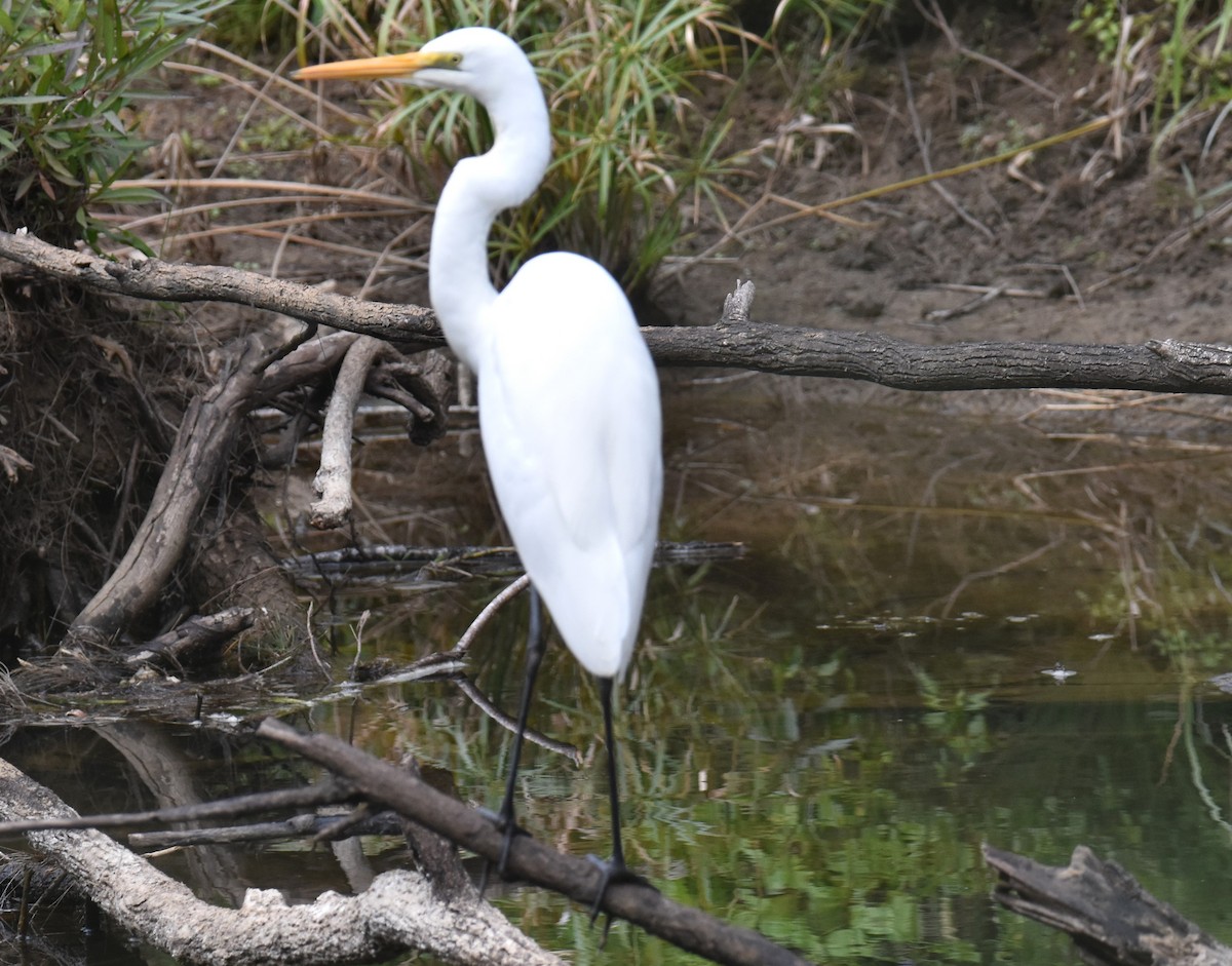 Great Egret - ML638746050