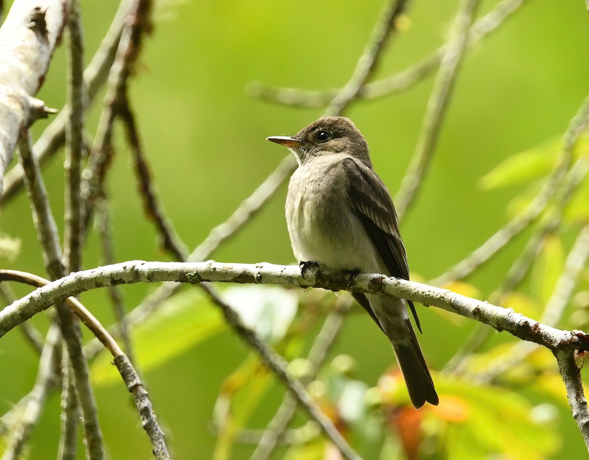 Western Wood-Pewee - ML638746055