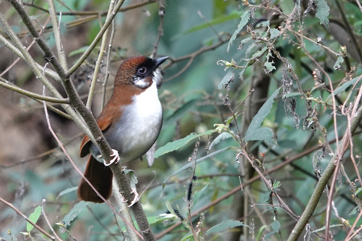 Gray-sided Laughingthrush - ML638746079
