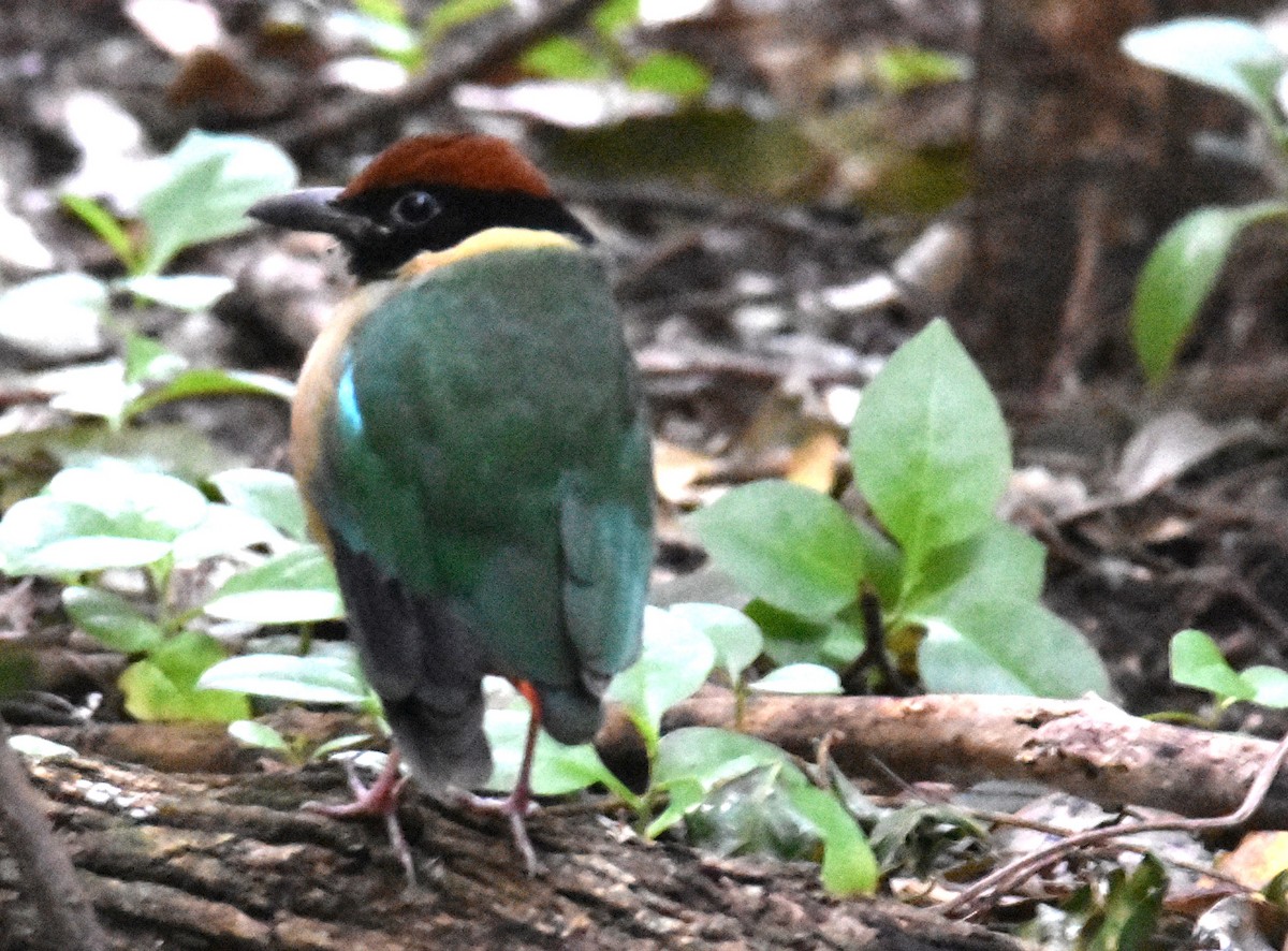 Noisy Pitta - ML638746087
