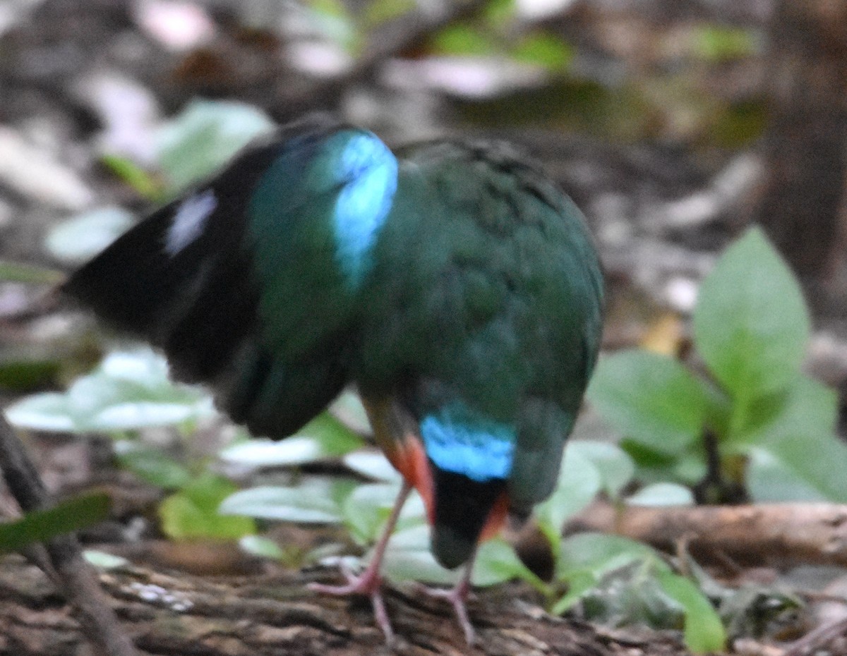 Noisy Pitta - ML638746091