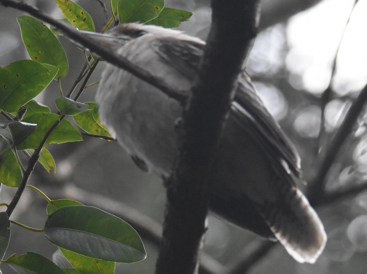 Laughing Kookaburra - ML638746099