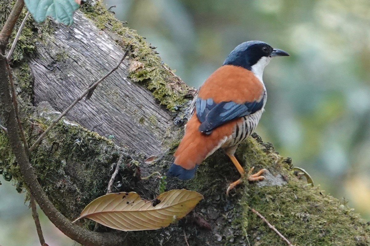 Himalayan Cutia - ML638746140