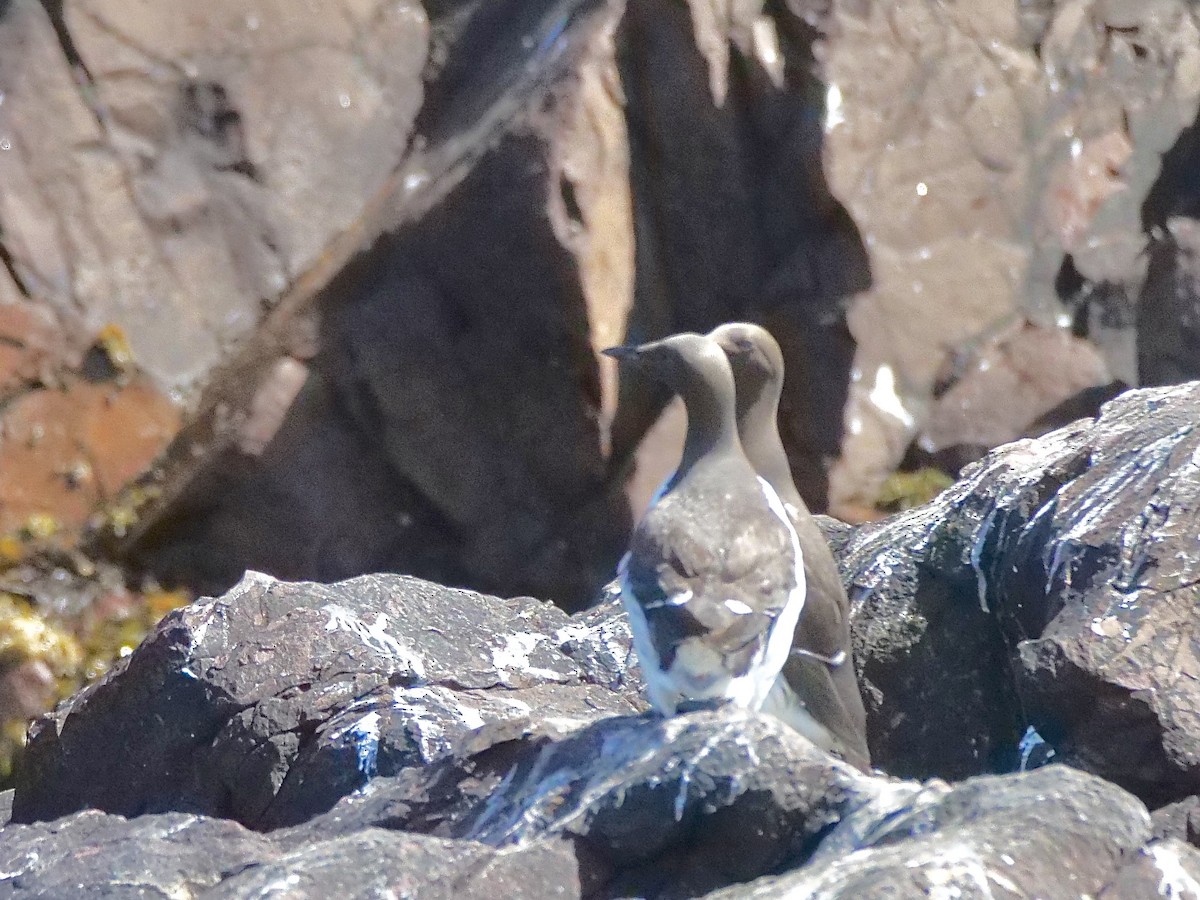 Common Murre - ML638746153