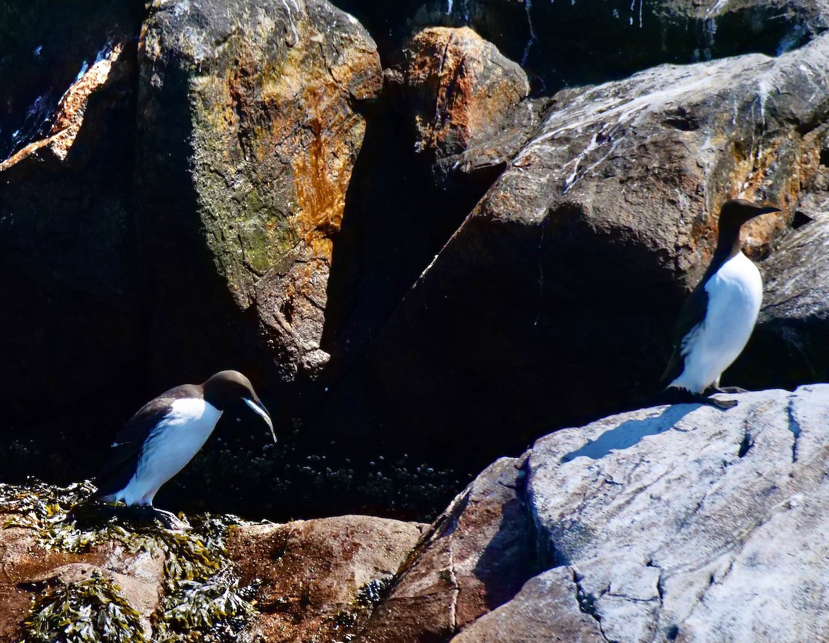 Common Murre - ML638746154