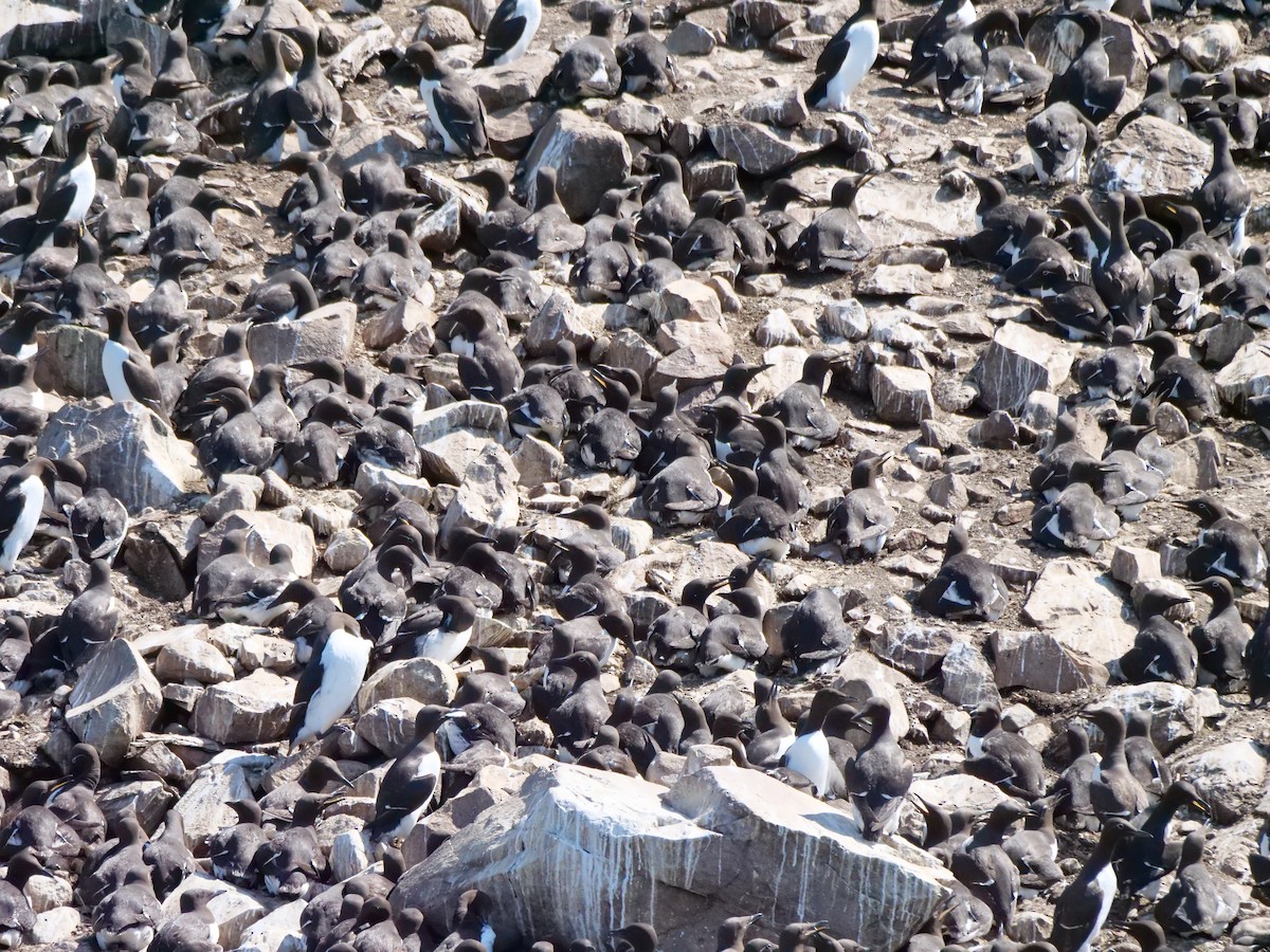 Common Murre - ML638746156