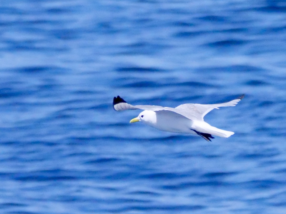 Black-legged Kittiwake - ML638746194