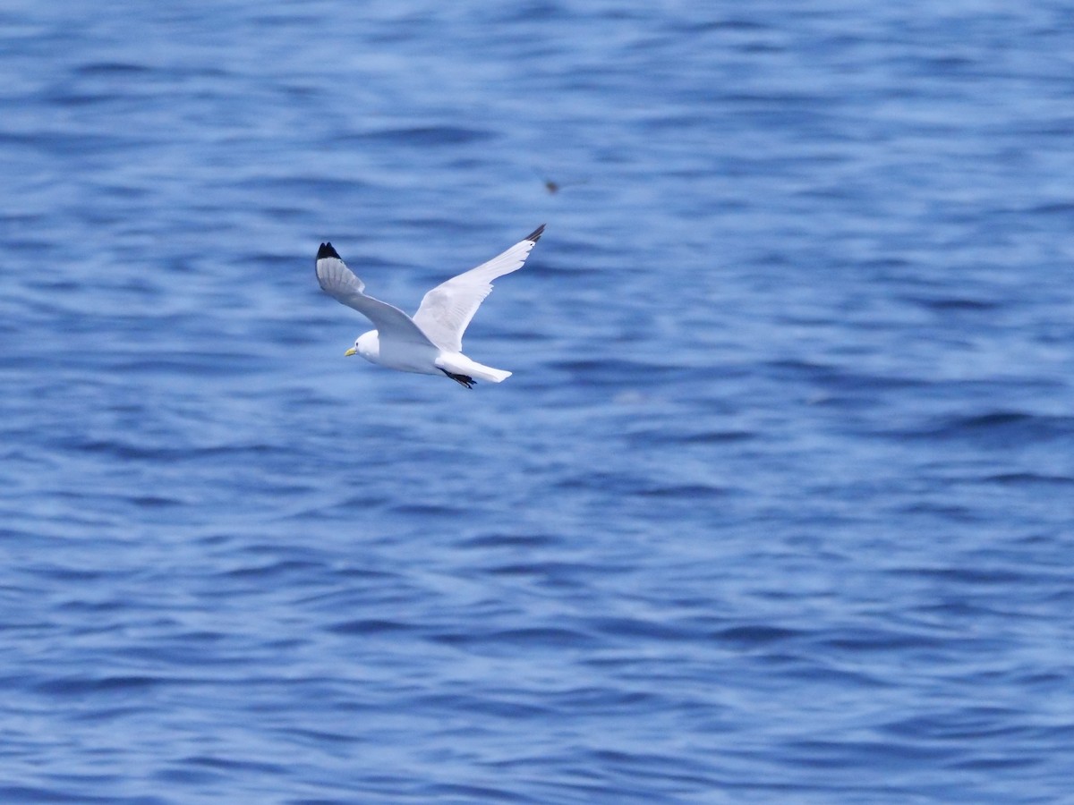 Black-legged Kittiwake - ML638746195