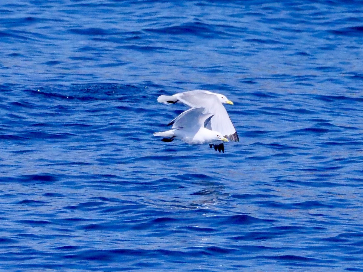 Black-legged Kittiwake - ML638746196