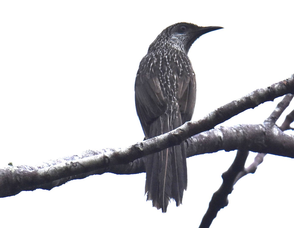 Little Wattlebird - ML638746213