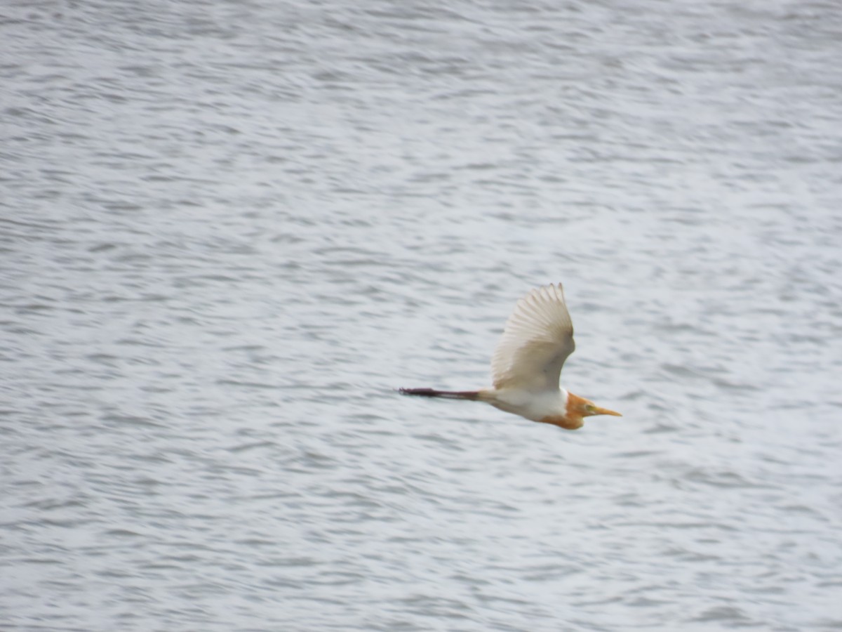 Eastern Cattle-Egret - ML638746218