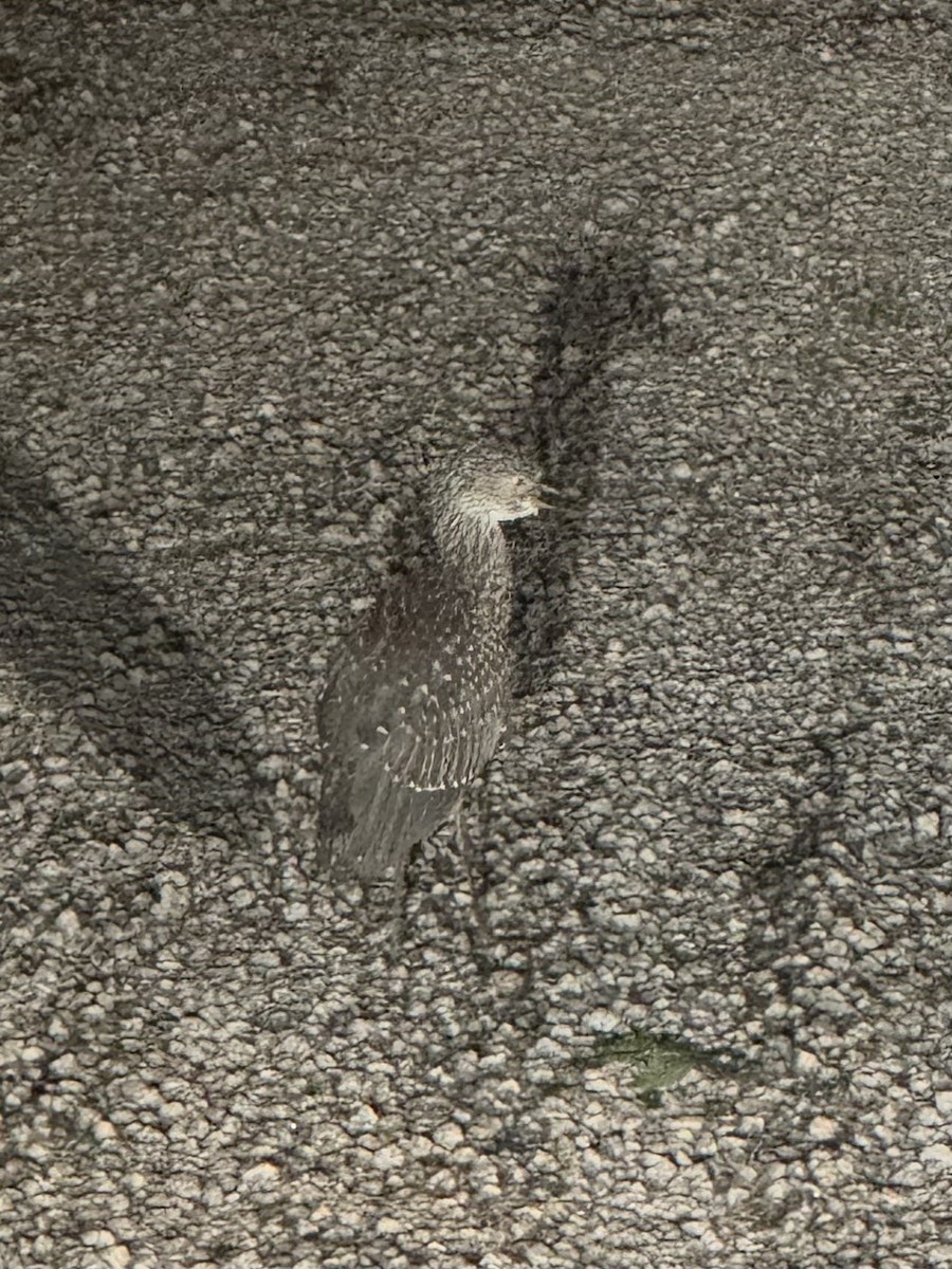 gulkronehegre - ML638746220