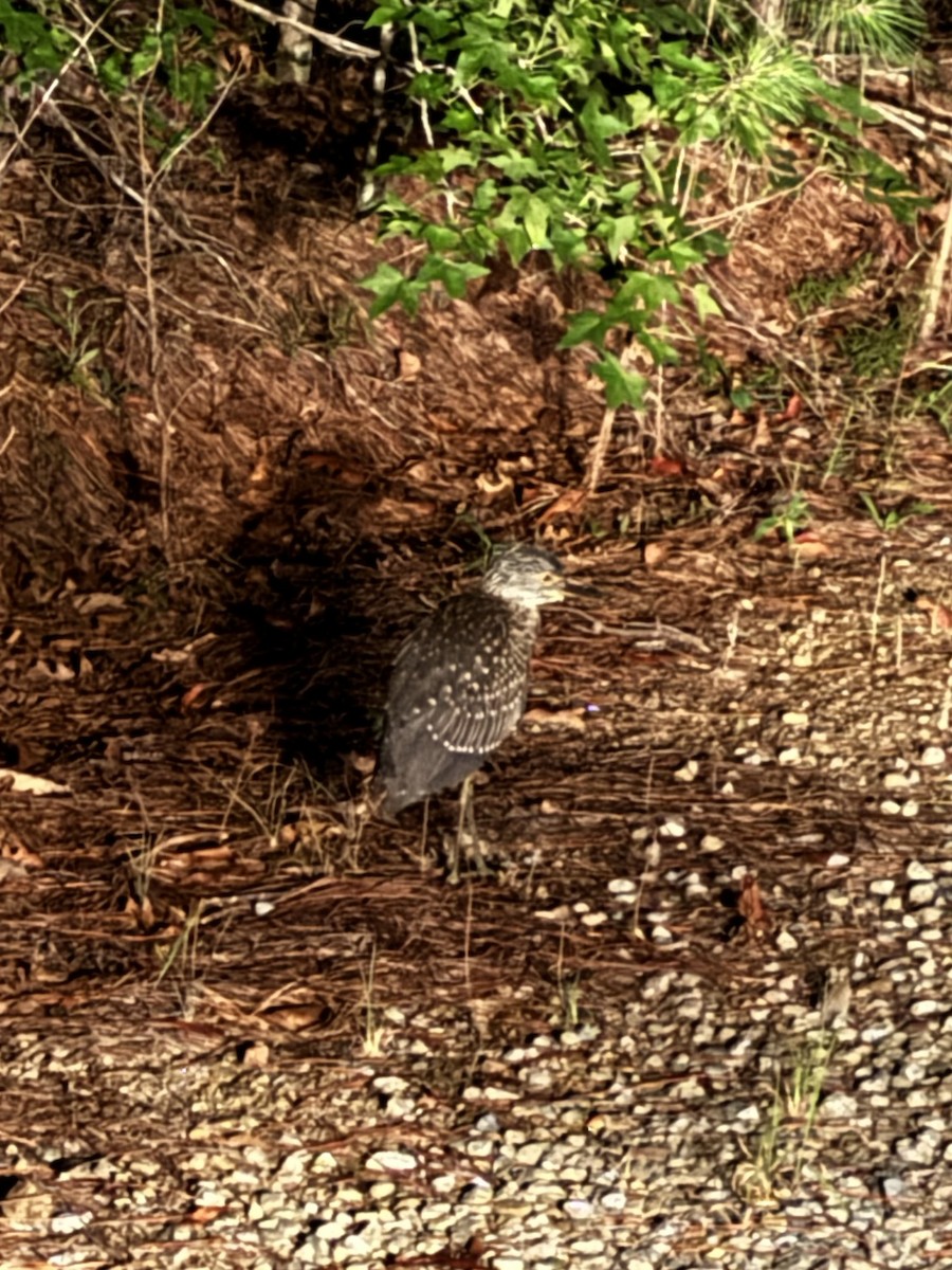 gulkronehegre - ML638746221