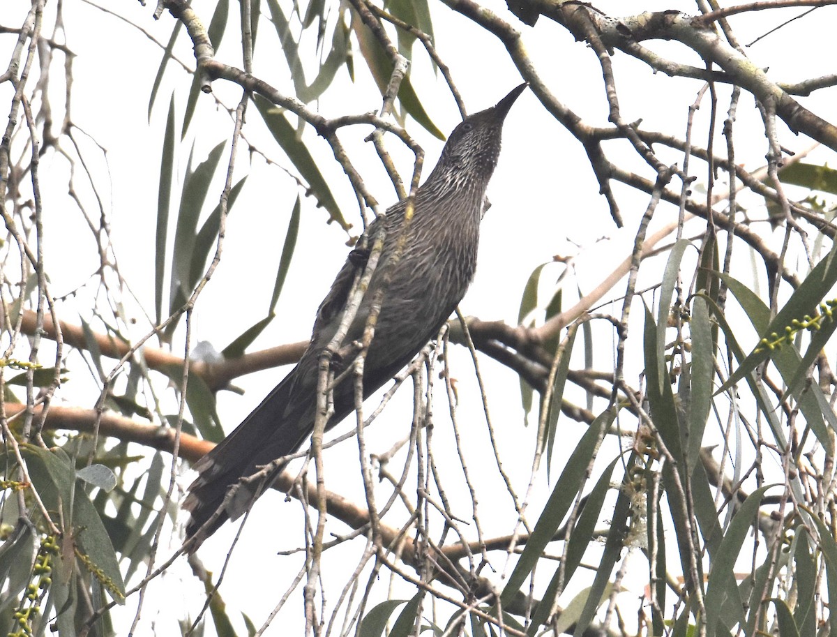 Little Wattlebird - ML638746222