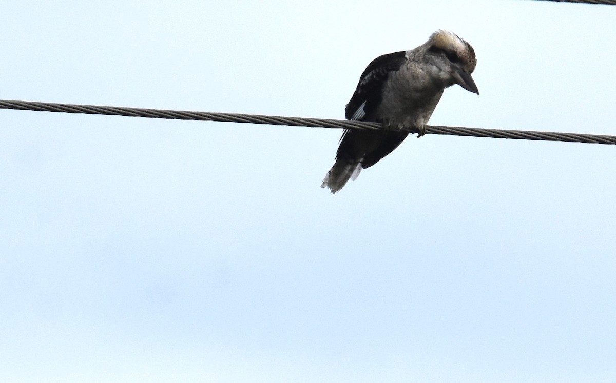 Laughing Kookaburra - ML638746233