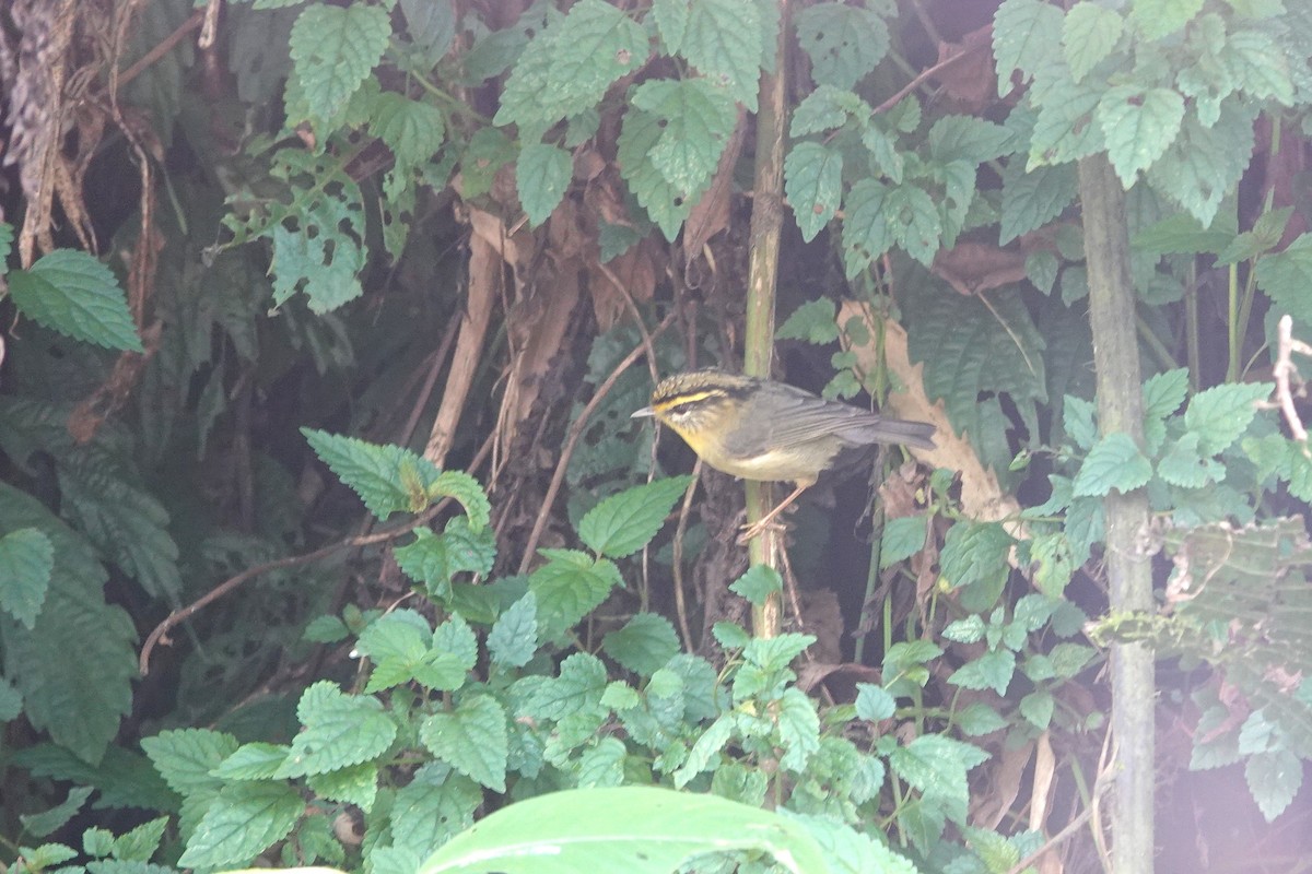 Yellow-throated Fulvetta - ML638746234