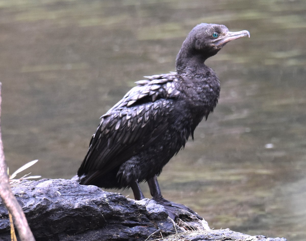 Little Black Cormorant - ML638746237