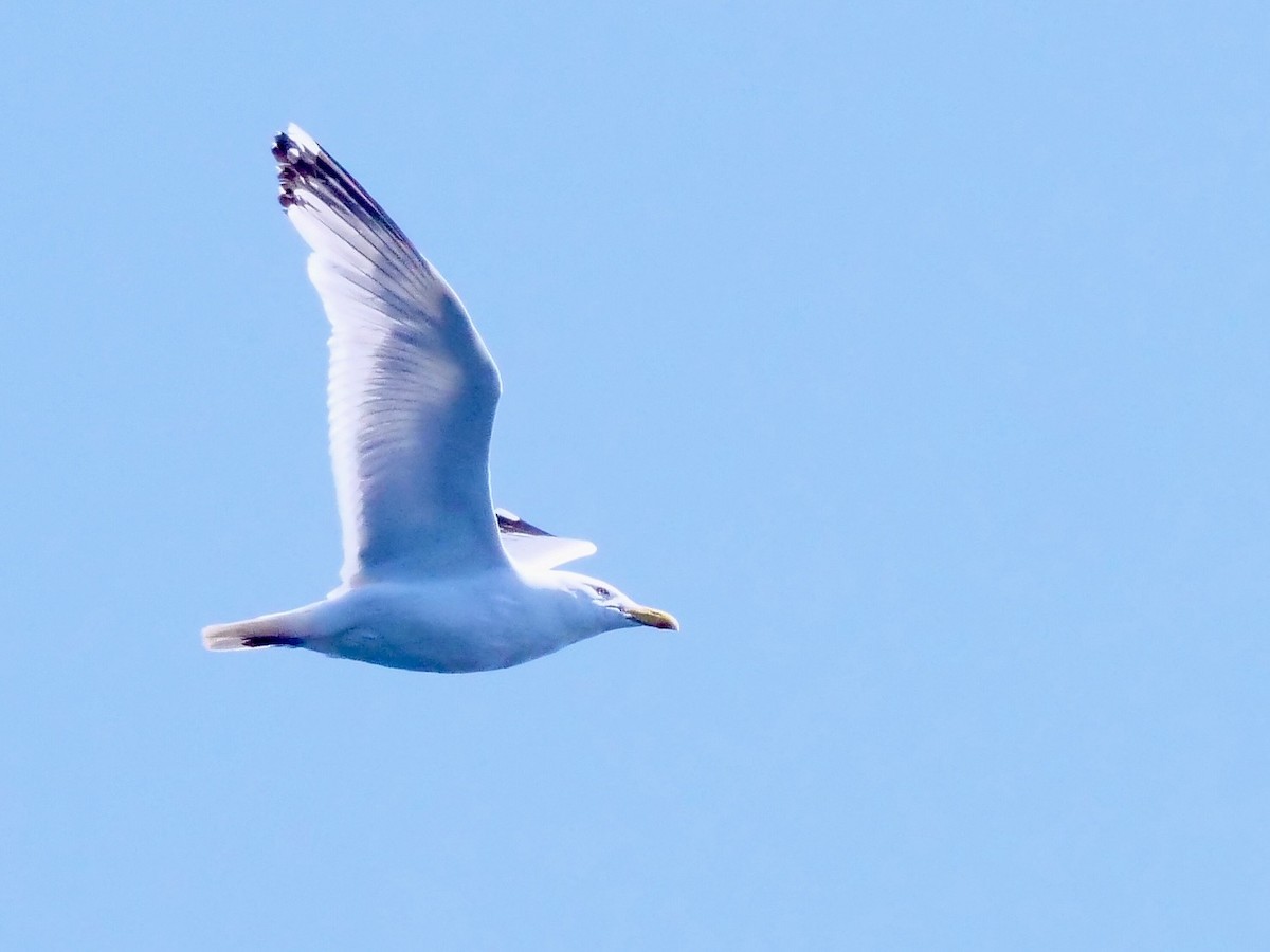 American Herring Gull - ML638746243