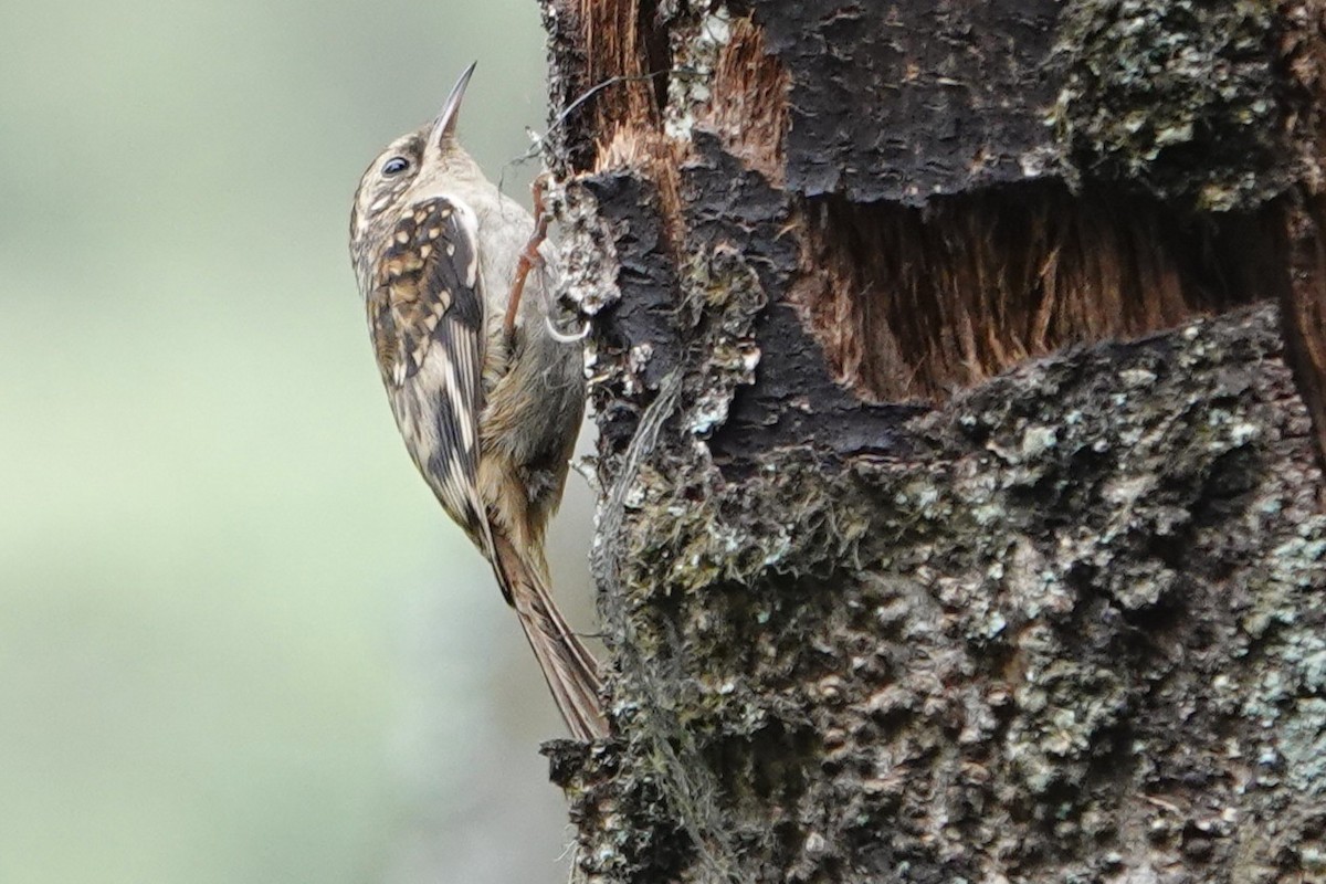 Sikkim Treecreeper - ML638746245