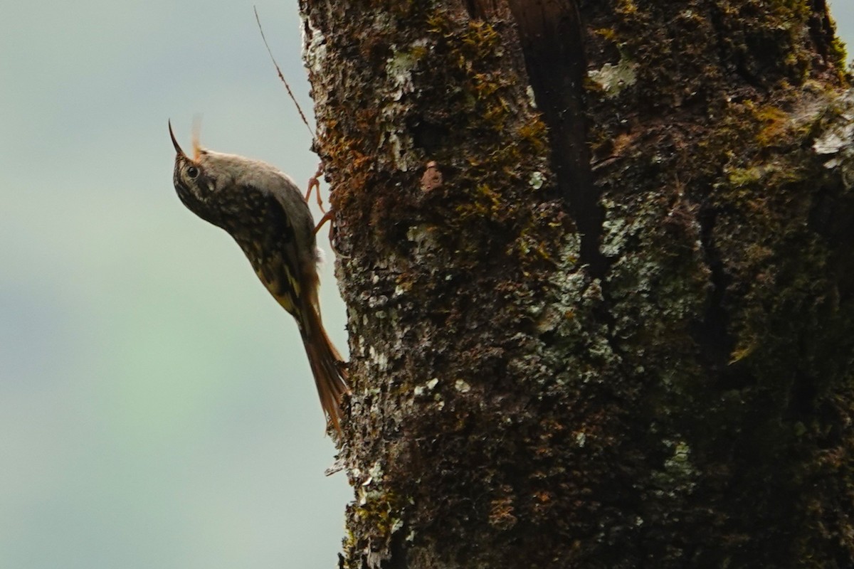 Sikkim Treecreeper - ML638746246