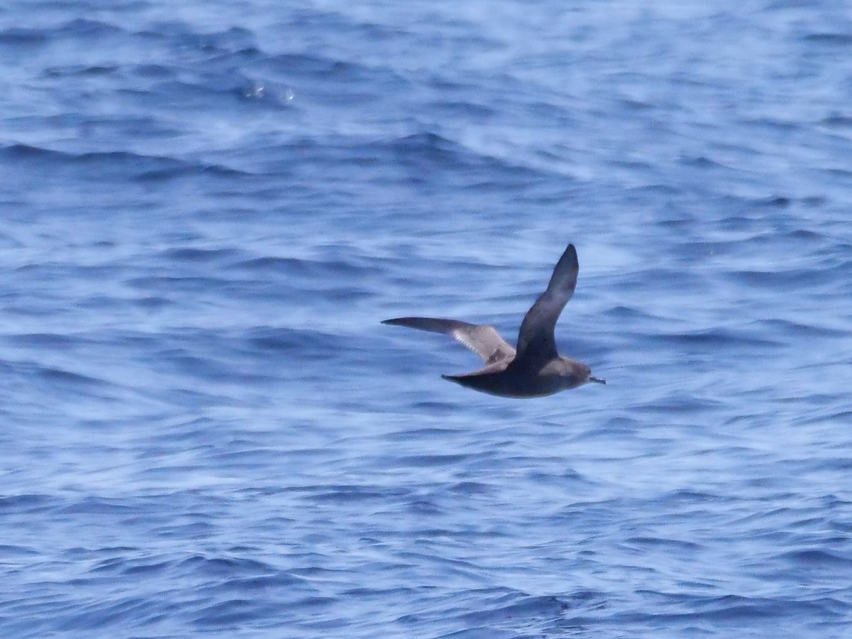Sooty Shearwater - ML638746247