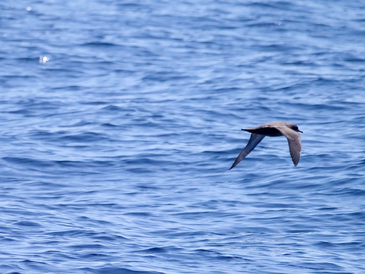 Sooty Shearwater - ML638746248