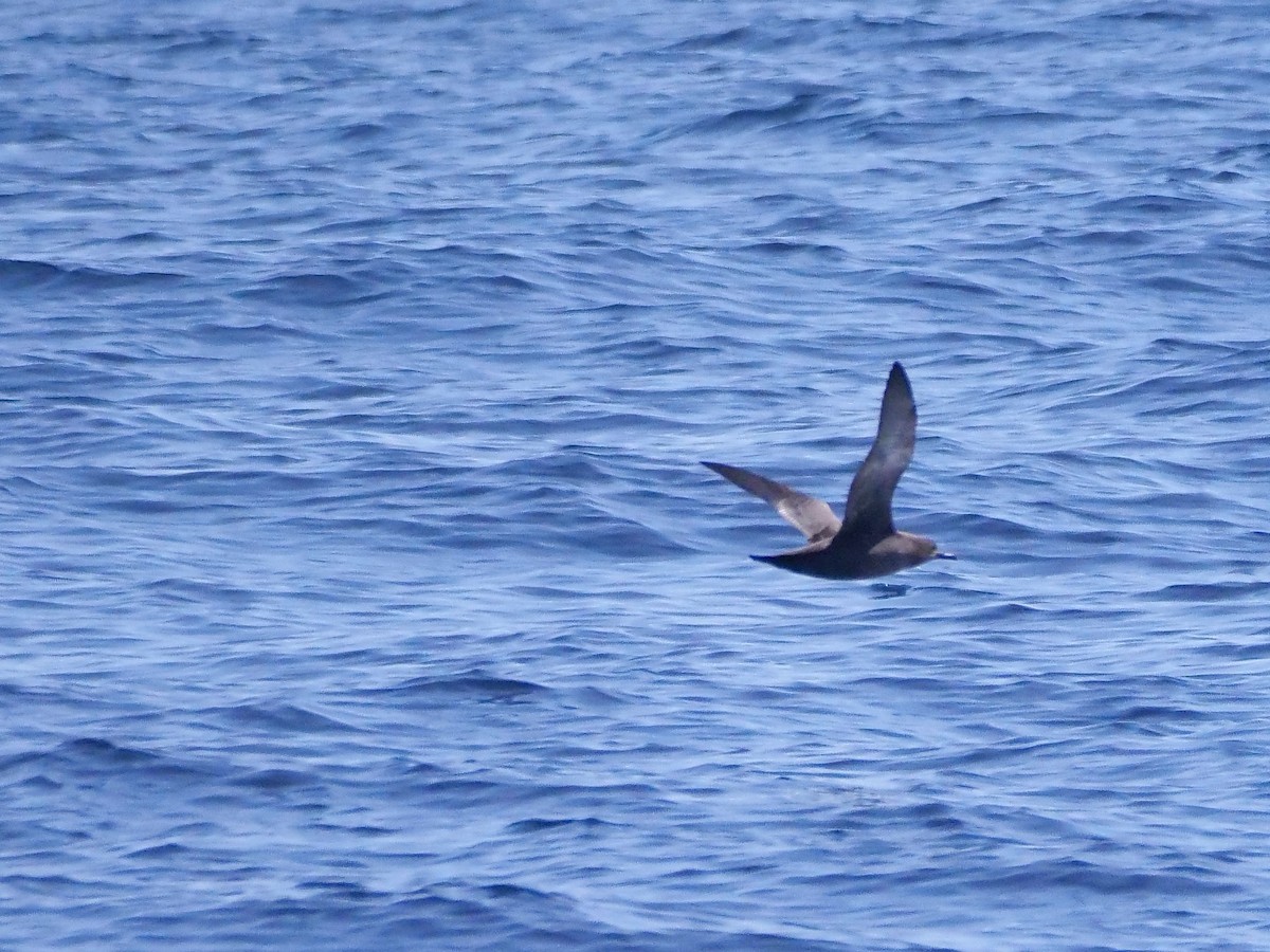 Sooty Shearwater - ML638746249