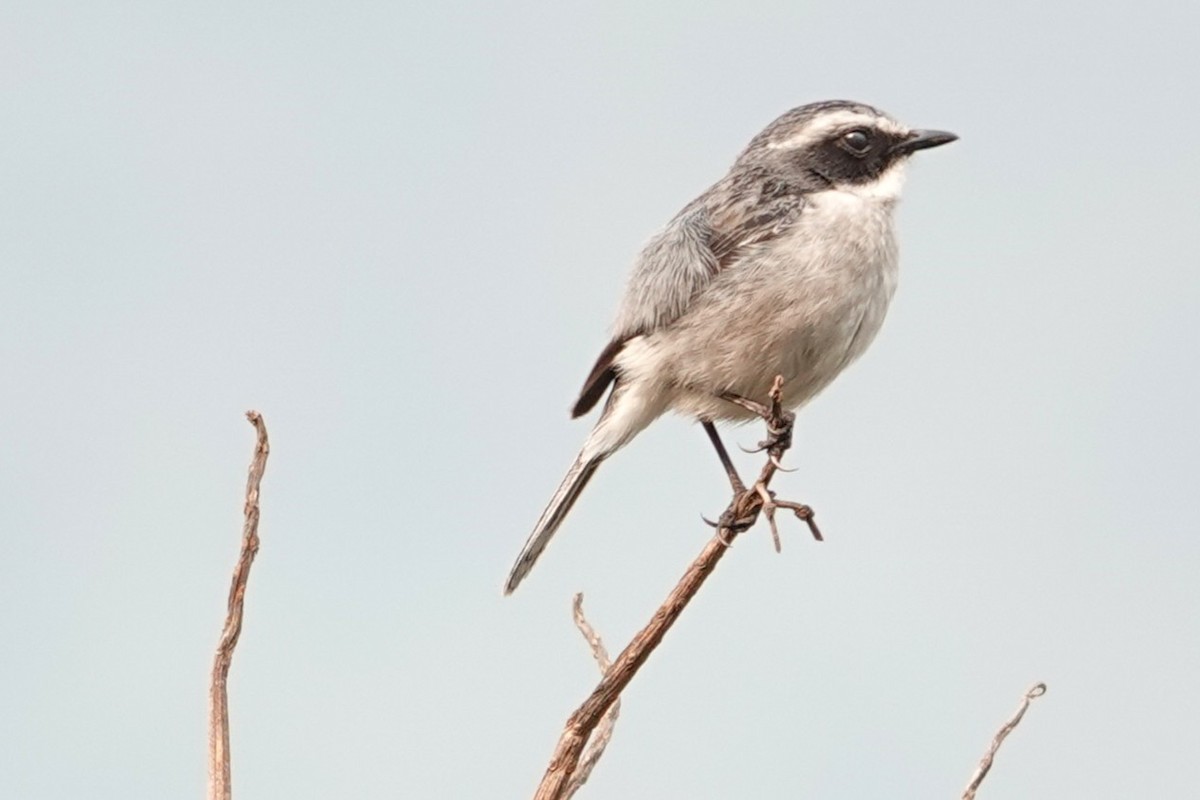 Gray Bushchat - ML638746250