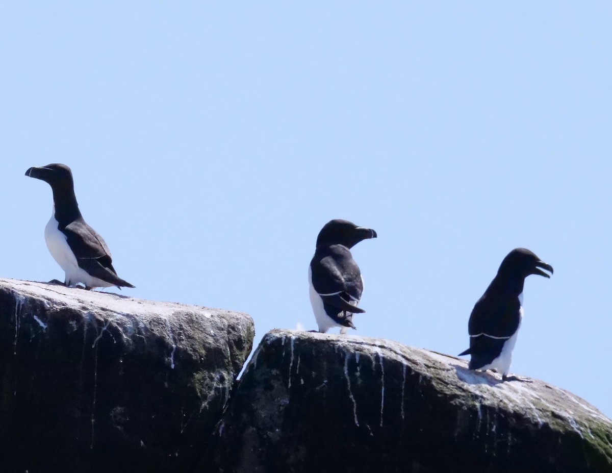 Razorbill - ML638746268