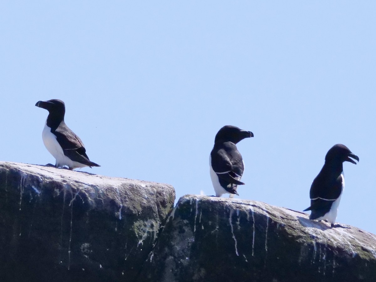 Razorbill - ML638746269