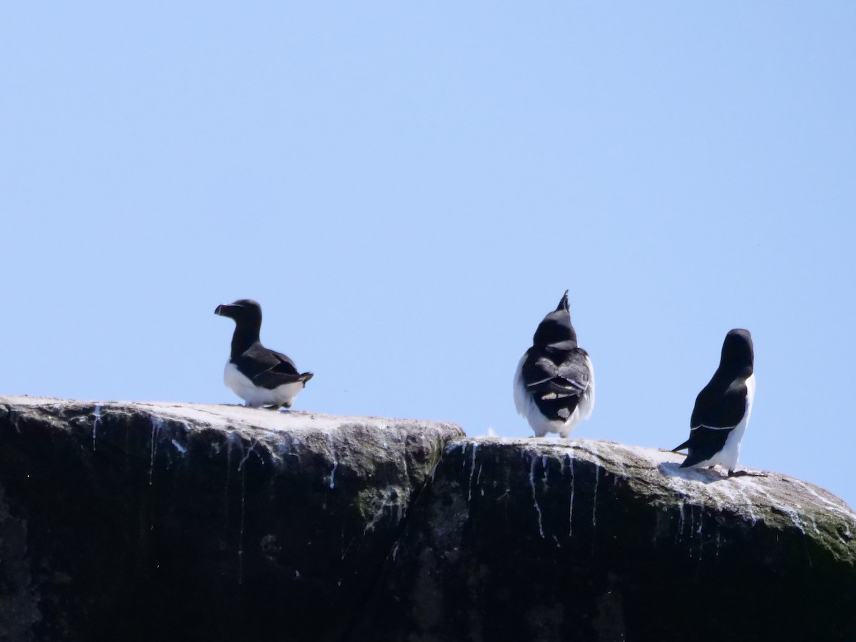 Razorbill - ML638746270