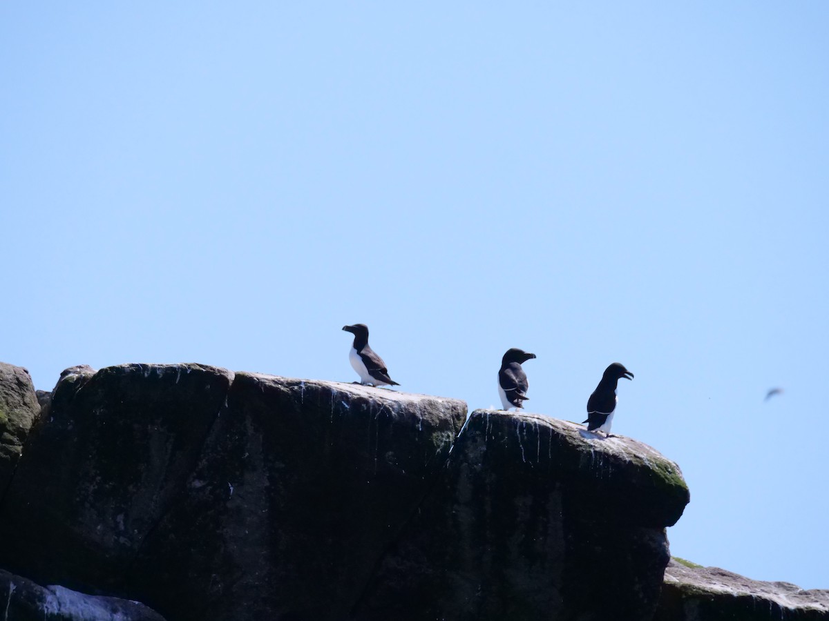 Razorbill - ML638746271
