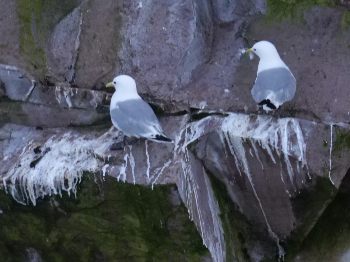 Black-legged Kittiwake - ML638746283