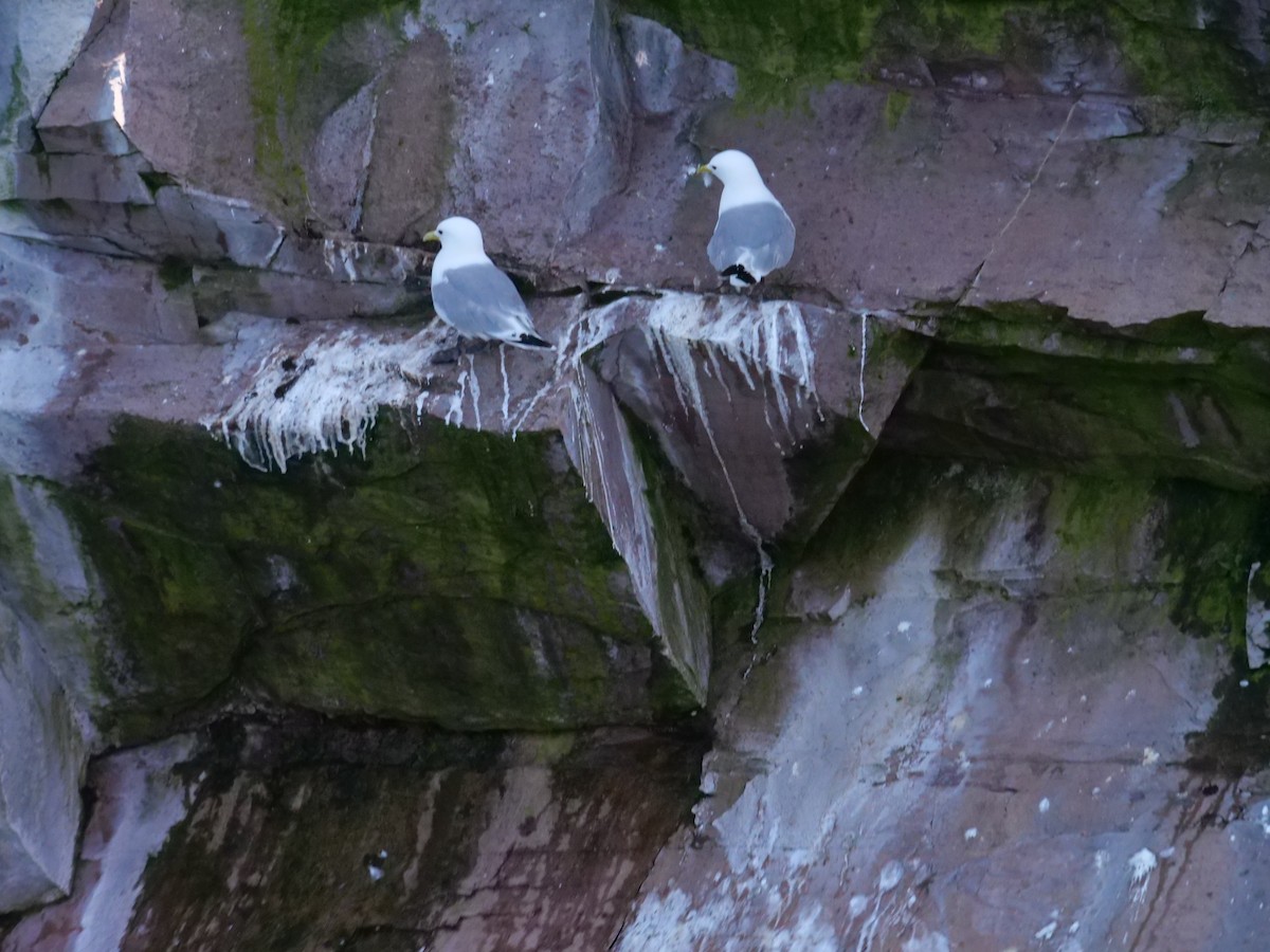Black-legged Kittiwake - ML638746284