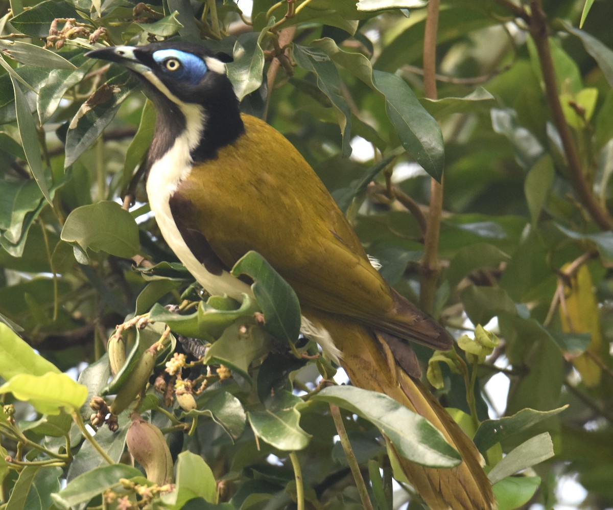 Blue-faced Honeyeater - ML638746288
