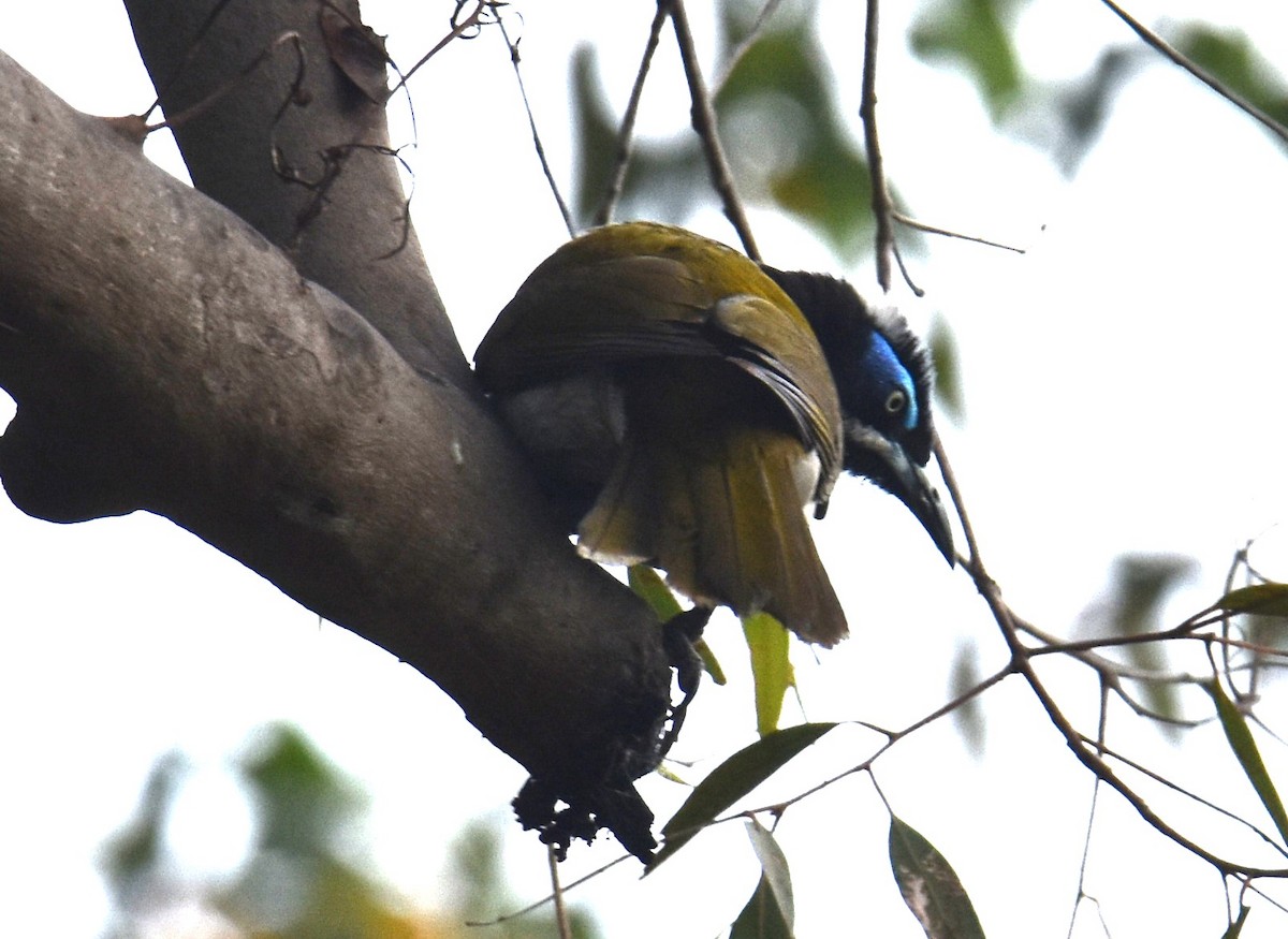 Blue-faced Honeyeater - ML638746290