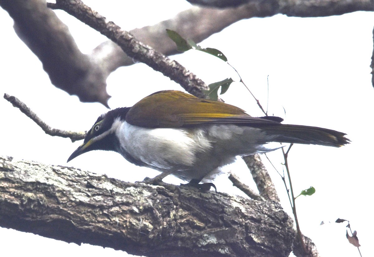 Blue-faced Honeyeater - ML638746291