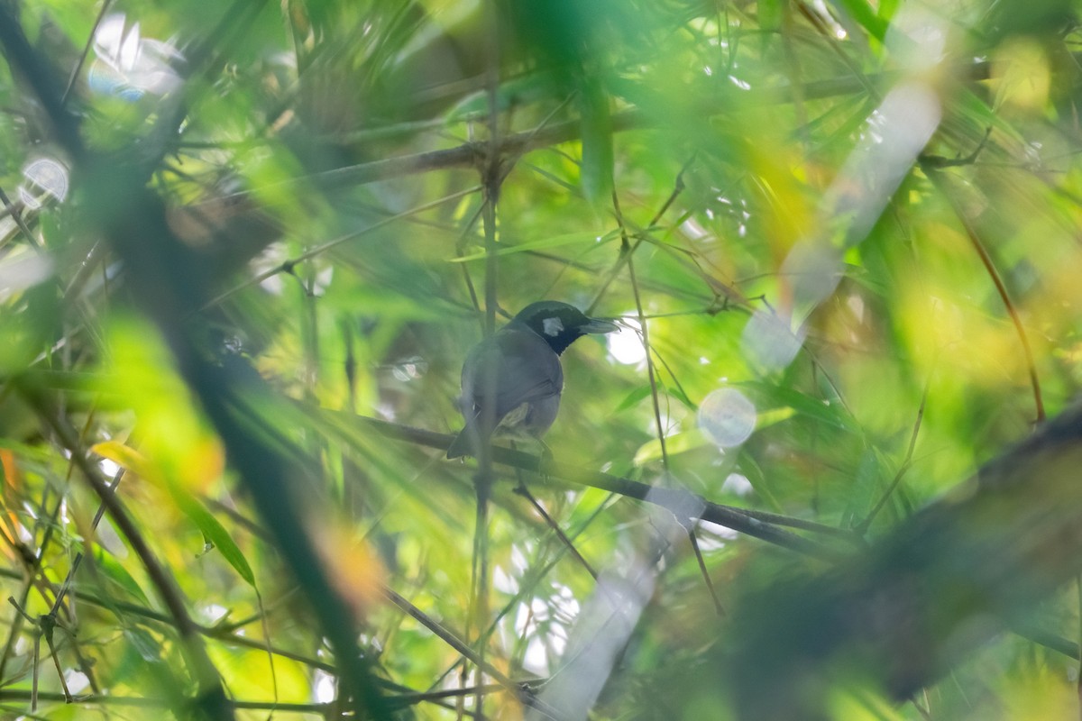 Black-throated Shrikebill - ML638746301
