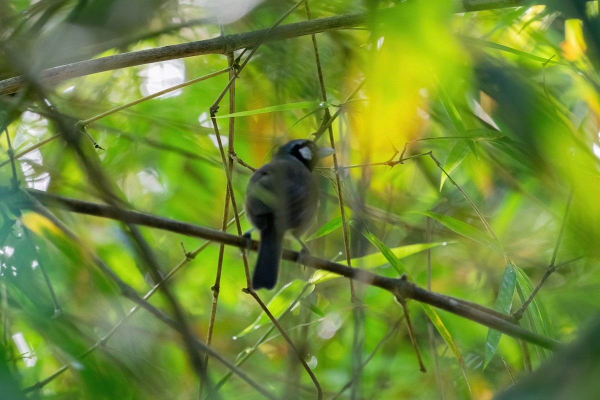Black-throated Shrikebill - ML638746302