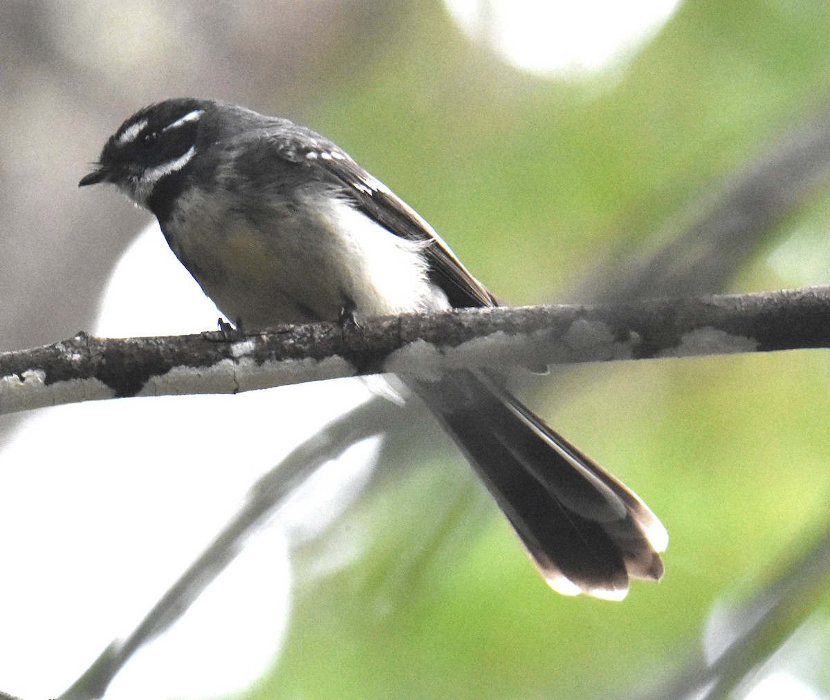 Gray Fantail - ML638746307