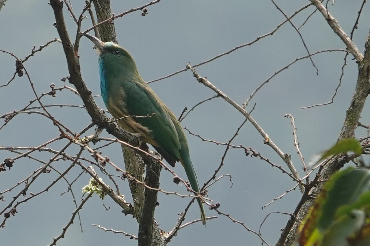 Blue-bearded Bee-eater - ML638746333