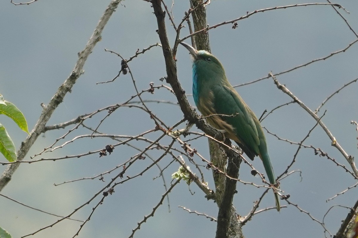 Blue-bearded Bee-eater - ML638746334