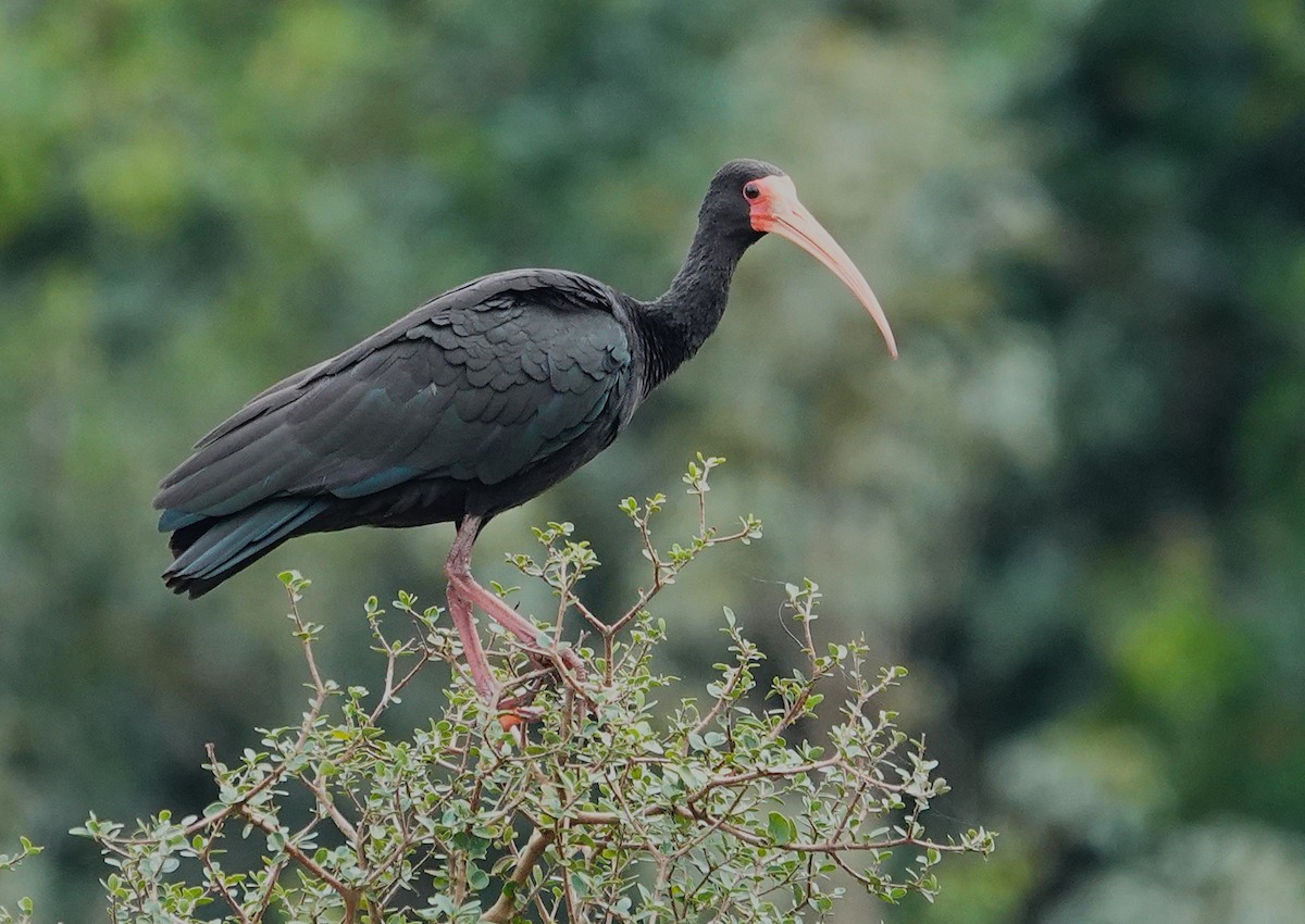 Bare-faced Ibis - ML638746339