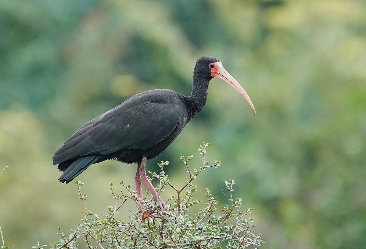 Bare-faced Ibis - ML638746340