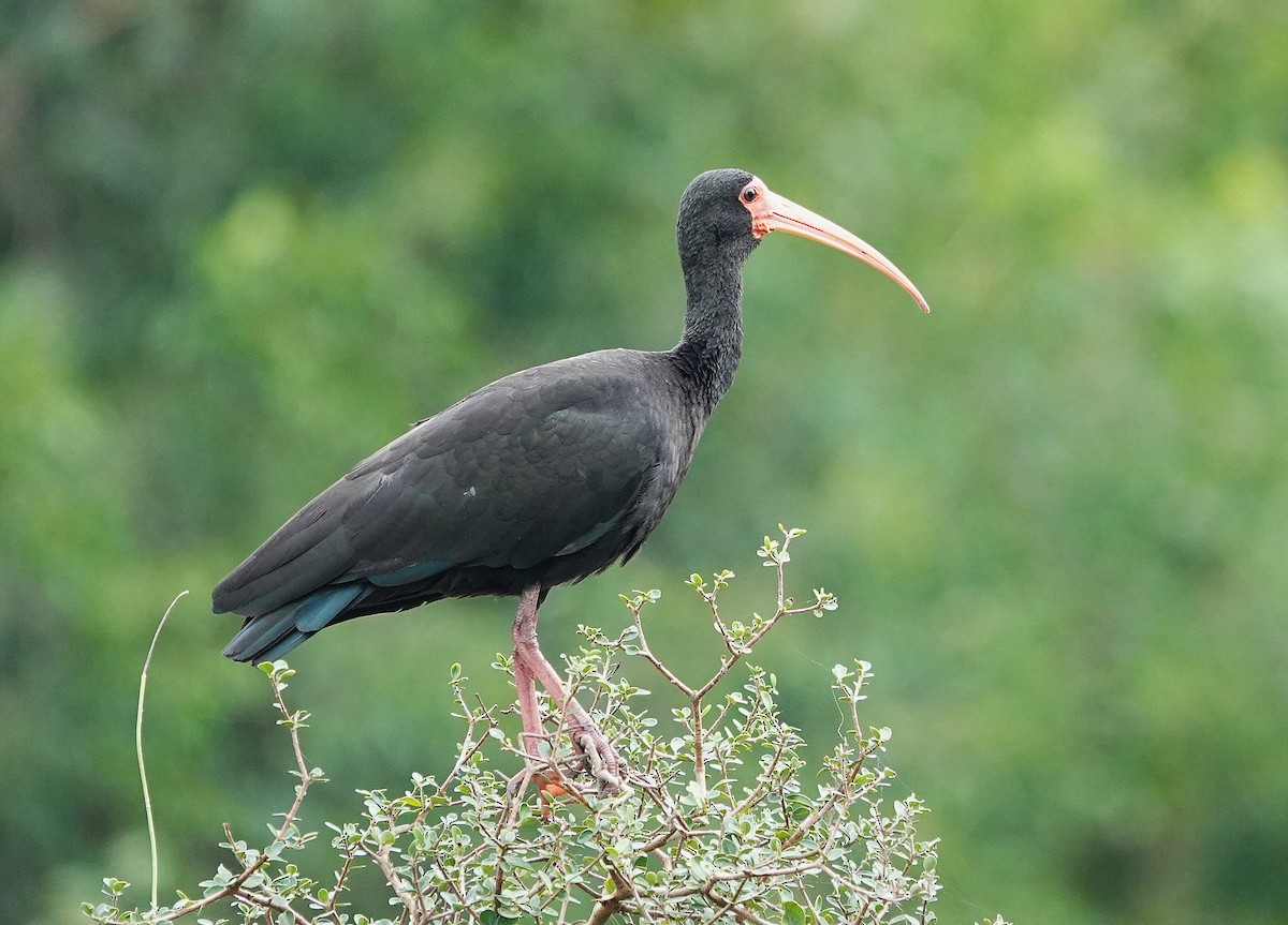 Bare-faced Ibis - ML638746342