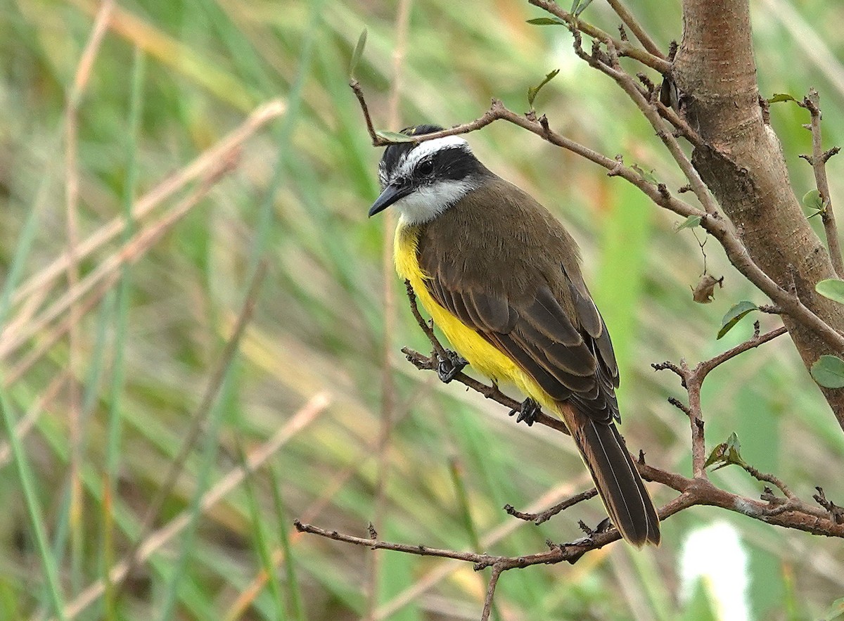 Lesser Kiskadee - ML638746362