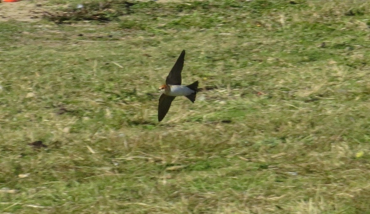 Fairy Martin - ML638746366